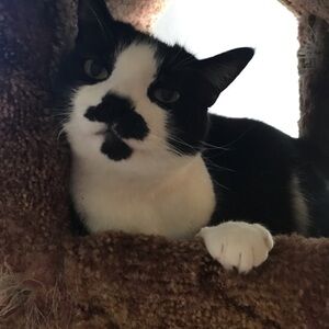 Show Notification Screen​